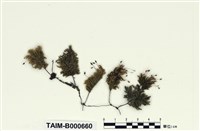 藏品(臺灣小蕨苔)的圖片